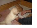 Ver archivo