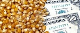 Productores y exportadores de ma�z, rumbo a una alianza global
