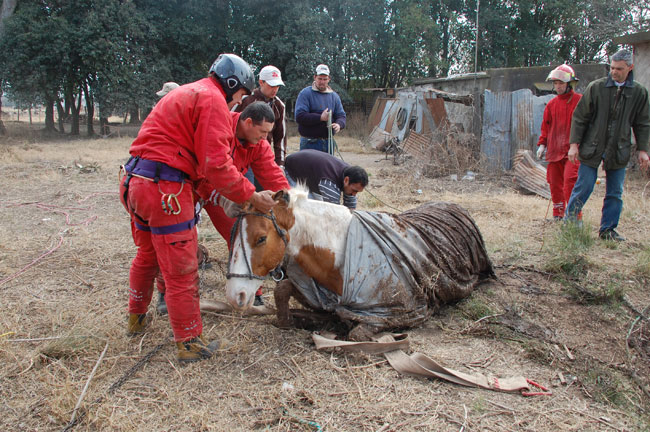 Heroico rescate de un caballo