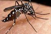 Cuatro casos de dengue en la provincia