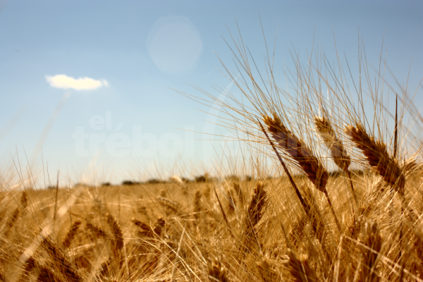 La alta demanda de trigo sostiene las cotizaciones locales de todos los productos