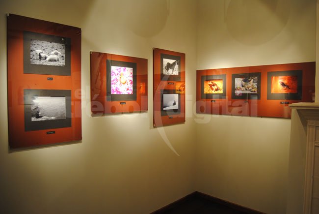 Se inauguró una extraordinaria muestra de fotografía en el Museo