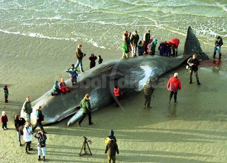 Hallan muerta a una ballena con 20 kilos de plástico en el estómago