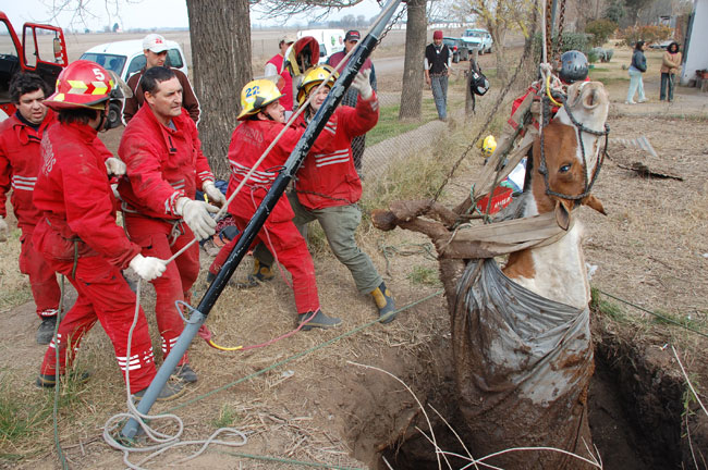Heroico rescate de un caballo