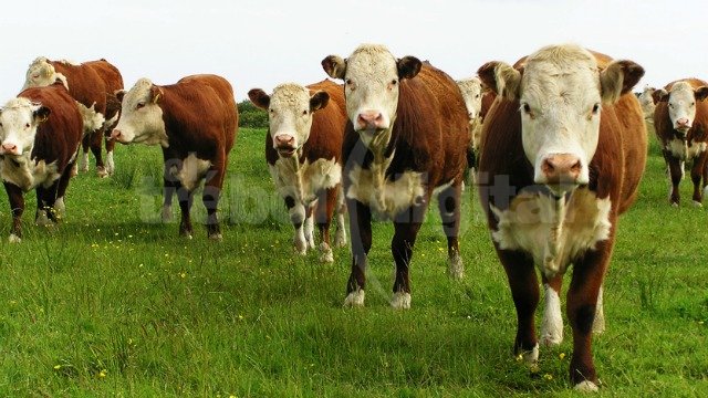 El rodeo bovino argentino es de 50,9 millones