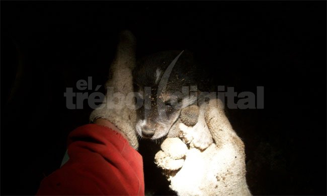 Heroico rescate de un perrito