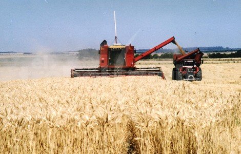 Para la campaña 2013/2014 estiman una producción triguera superior al ciclo anterior