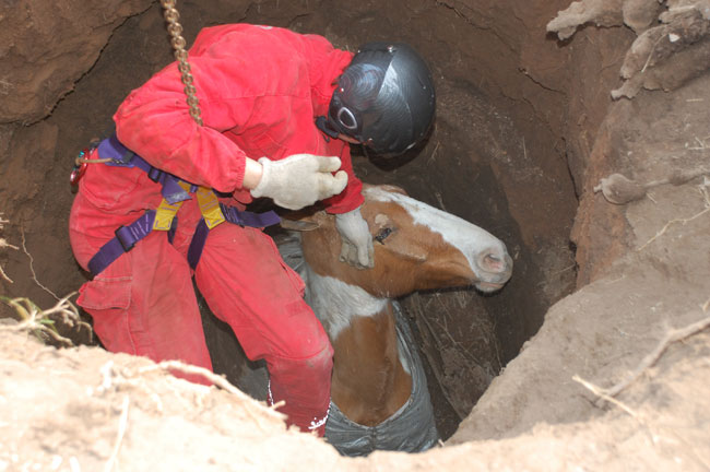 Heroico rescate de un caballo