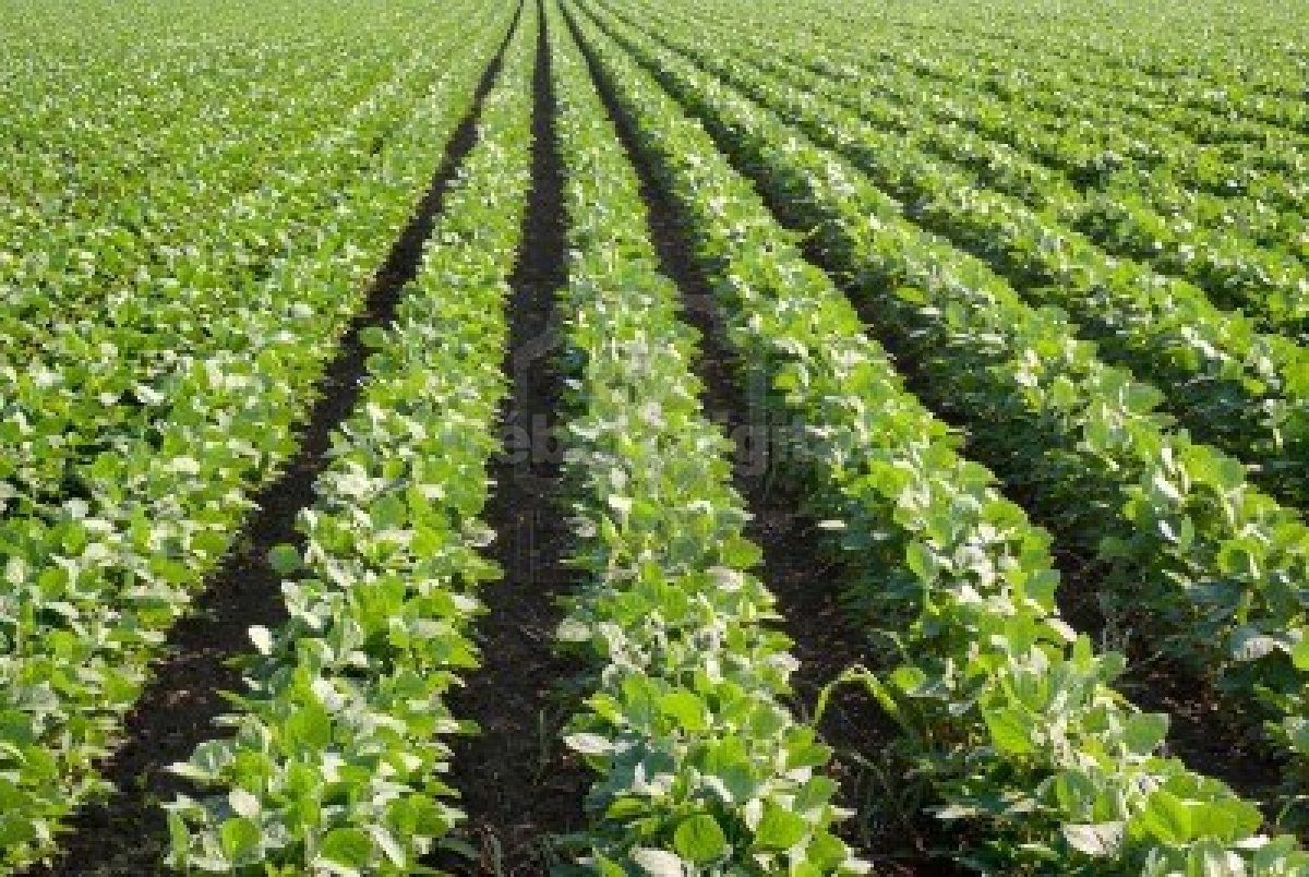 Aseguran que el clima y los costos provocarán una siembra récord de soja