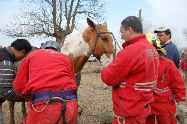 Heroico rescate de un caballo