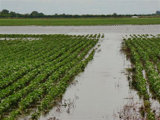 El 75 % del área sembrada con soja sufre complicaciones en el centro Norte santafesino