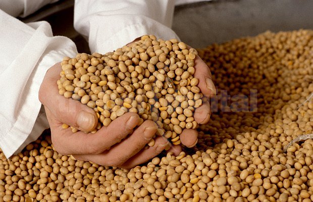 Llegan al mercado nuevas semillas de soja