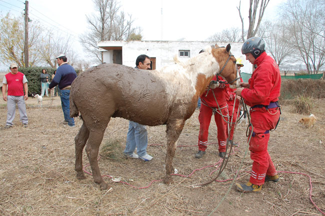 Heroico rescate de un caballo