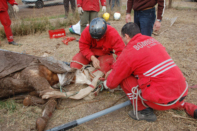 Heroico rescate de un caballo