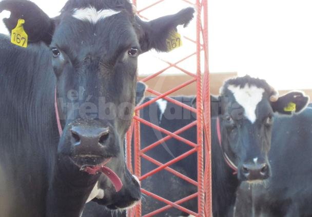 Avances en el Plan Nacional contra la tuberculosis bovina