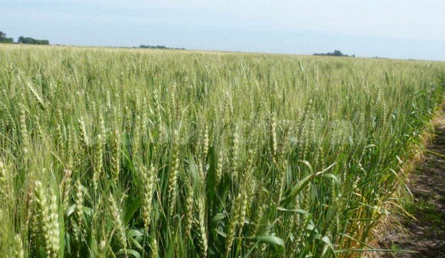 En la zona núcleo, las condiciones climáticas de octubre afectaron a los cultivos