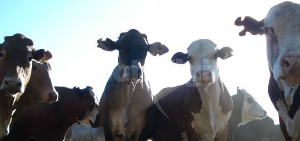 La faena de hembras sigue en niveles elevados