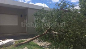 ARBOLES TUMBADOS - El saldo del viento huracanado del jueves. 