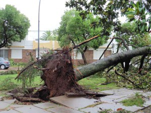 DE RAIZ - Grandes árboles arrancados por la tormenta. Foto: Francisco y María de la Paz Díaz de Azevedo