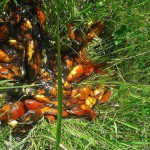 Por posible fumigación aérea murieron todos los peces del Vivero Rosso