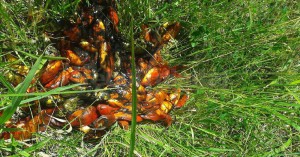 MATANZA - Los peces muertos sacados del estanque. 