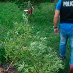 CARLOS PELLEGRINI: Detuvieron a cuatro sujetos por tener plantas de marihuana