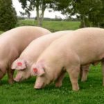 Medidas preventivas para evitar la Trichinelosis