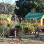 Roban en el Vivero Rosso