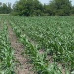 Alerta: Proyectan «lluvias excesivas» en plena siembra