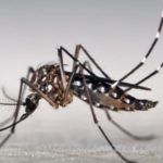 Conocé más sobre el Dengue y se parte de la prevención