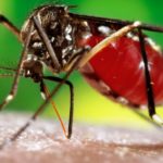 DENGUE – Extremar las medidas de limpieza para evitar la proliferación del mosquito