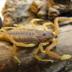 Precauciones para evitar la picadura de alacranes