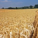 Se realiza el primer Censo Agropecuario del 2017