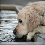 Golpe de calor en animales: ¿Cómo prevenir y cómo ayudar cuando sucede?