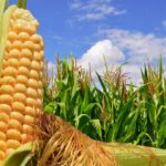 Estiman una producción de maíz 23% superior a la del ciclo pasado