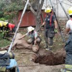 Un caballo se cayó a un pozo y fue rescatado por Bomberos Voluntarios
