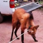 SORPRESA ! – Hallaron un aguará guazú en Carlos Pellegrini