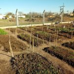 La huerta del CIC está dando sus primeros frutos