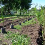 Se continúa trabajando en la forestación de la ciudad