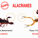 Prevención por la aparición de alacranes
