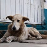 Campaña de control de animales callejeros en la vía pública