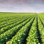Los cultivos recibieron casi la mitad de agua que hace un año