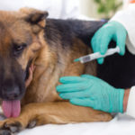 Nueva campaña gratuita de vacunación “Antirrábica” para perros y gatos
