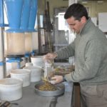 Soja: Los lotes post temporal arrojaron, en promedio un 20% de granos dañados