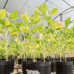 Crean un curasemillas amigable con el medio ambiente