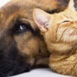 ESTERILIZACIONES – Se continúa trabajando ininterrumpidamente