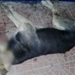 MACIEL – Masivo envenenamiento de perros