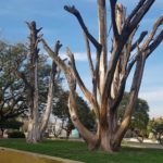 FIESTA DE ARTE – Los árboles que se esculpirán de pie