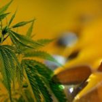 La Nación apeló el uso del aceite medicinal de Canabis en Santa Fe