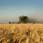 La producción de trigo tendrá la misma producción pese al aumento del 30% sembrado